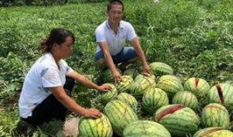 凯里网红吃瓜事件,揭秘网络舆论背后的真相与争议